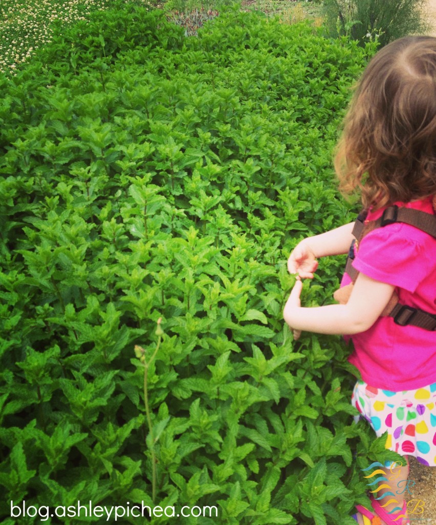 Summer sensory activities for children - visit an herb garden